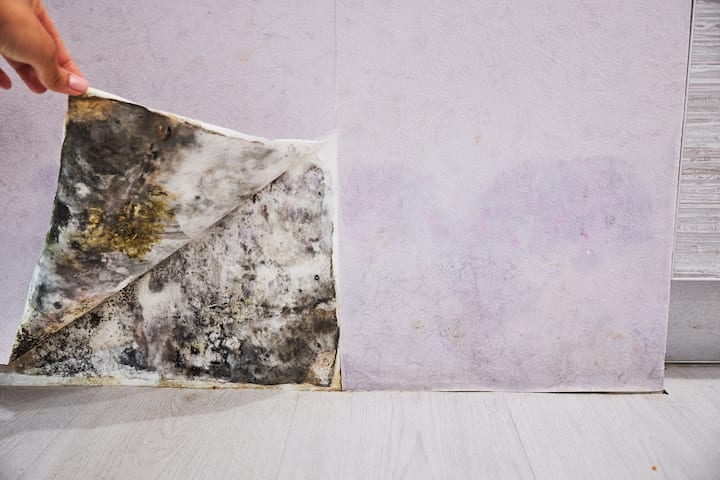 Mold Remediation and Removal Services in Manitowoc
